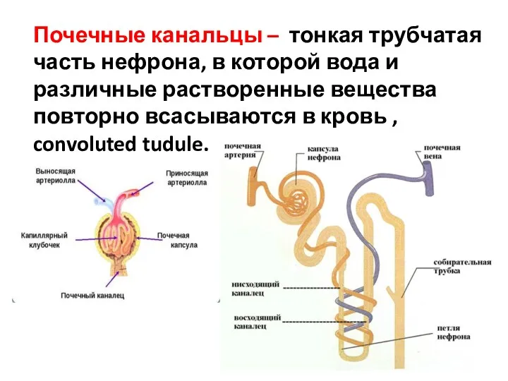 Почечные канальцы – тонкая трубчатая часть нефрона, в которой вода