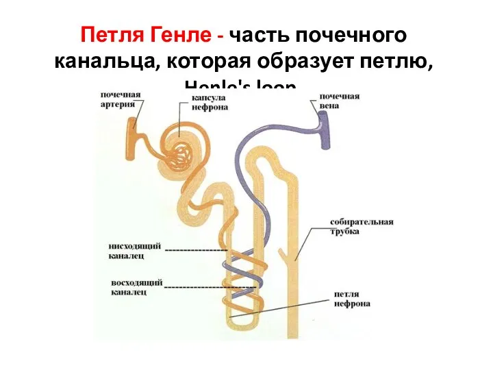 Петля Генле - часть почечного канальца, которая образует петлю, Henle's loop.