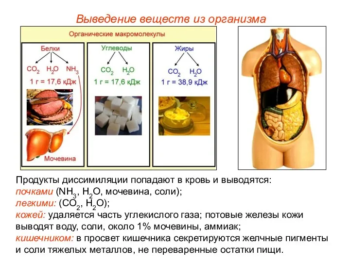 Выведение веществ из организма Продукты диссимиляции попадают в кровь и