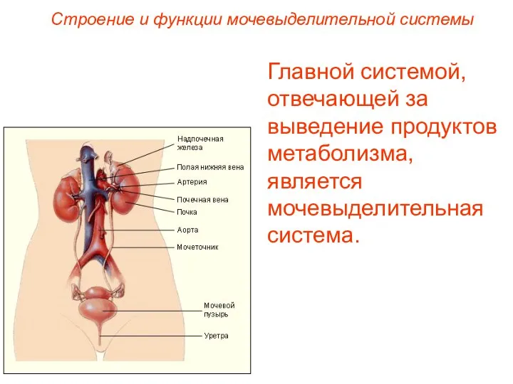 Строение и функции мочевыделительной системы Главной системой, отвечающей за выведение продуктов метаболизма, является мочевыделительная система.