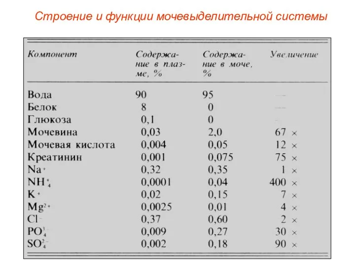 Строение и функции мочевыделительной системы