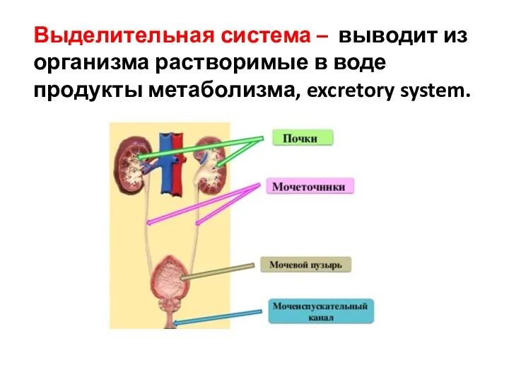 Выделительная система – выводит из организма растворимые в воде продукты метаболизма, excretory system.