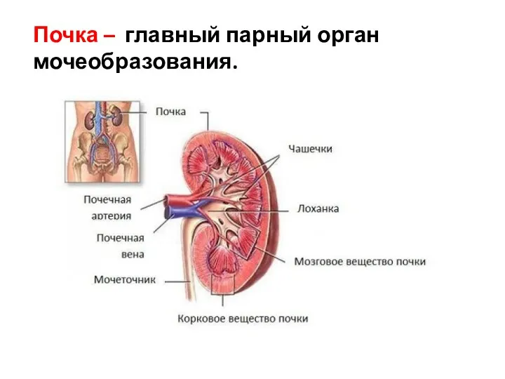 Почка – главный парный орган мочеобразования.