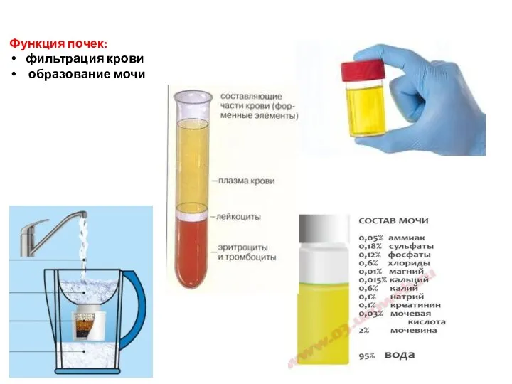 Функция почек: фильтрация крови образование мочи