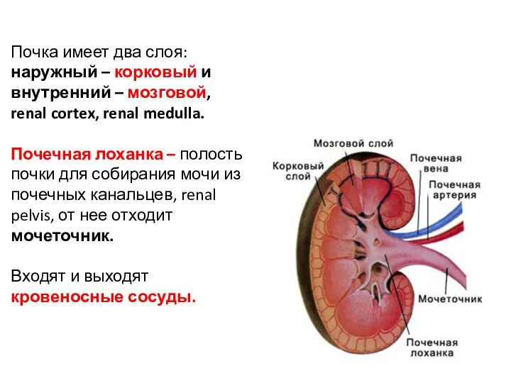 Почка имеет два слоя: наружный – корковый и внутренний –