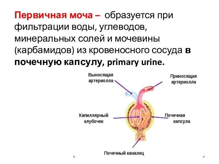 Первичная моча – образуется при фильтрации воды, углеводов, минеральных солей