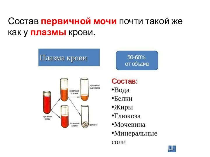 Состав первичной мочи почти такой же как у плазмы крови.