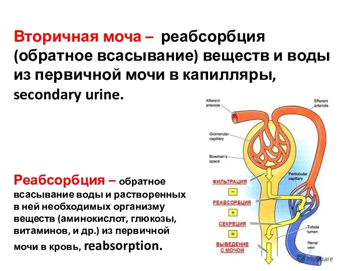 Вторичная моча – реабсорбция (обратное всасывание) веществ и воды из