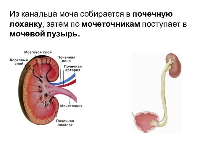 Из канальца моча собирается в почечную лоханку, затем по мочеточникам поступает в мочевой пузырь.