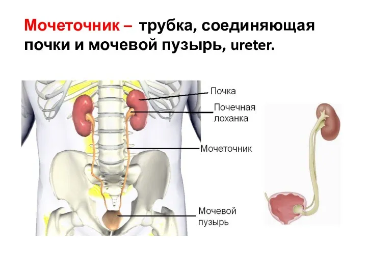 Мочеточник – трубка, соединяющая почки и мочевой пузырь, ureter.