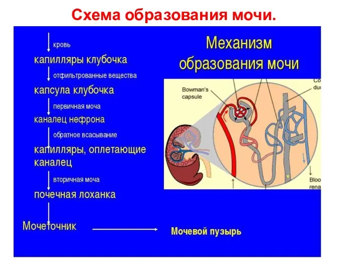 Схема образования мочи.