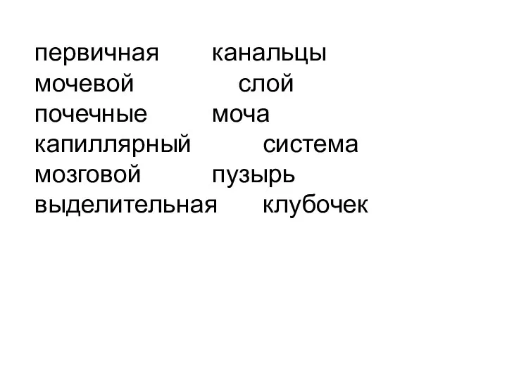 первичная канальцы мочевой слой почечные моча капиллярный система мозговой пузырь выделительная клубочек