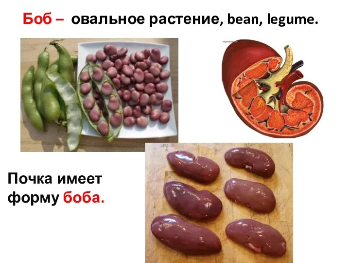 Боб – овальное растение, bean, legume. Почка имеет форму боба.