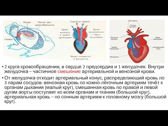 2 круга кровообращения, в сердце 2 предсердия и 1 желудочек. Внутри желудочка –