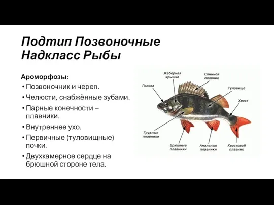 Подтип Позвоночные Надкласс Рыбы Ароморфозы: Позвоночник и череп. Челюсти, снабжённые зубами. Парные конечности