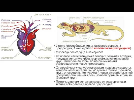 2 круга кровообращения, 3-камерное сердце (2 предсердия, 1 желудочек с