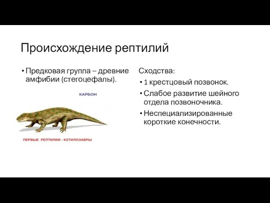 Происхождение рептилий Предковая группа – древние амфибии (стегоцефалы). Сходства: 1