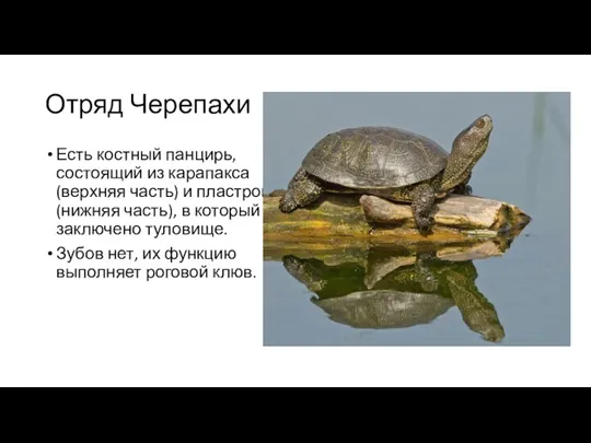 Отряд Черепахи Есть костный панцирь, состоящий из карапакса (верхняя часть) и пластрона (нижняя