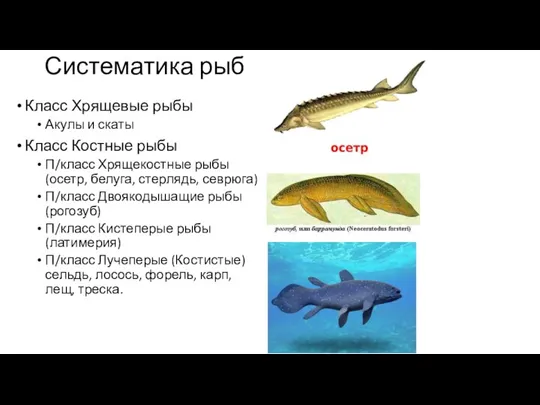 Систематика рыб Класс Хрящевые рыбы Акулы и скаты Класс Костные рыбы П/класс Хрящекостные