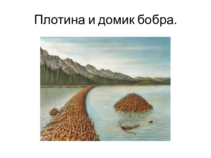 Плотина и домик бобра.