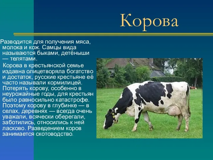 Корова Разводится для получения мяса, молока и кож. Самцы вида