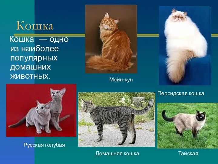 Кошка Кошка — одно из наиболее популярных домашних животных. Мейн-кун