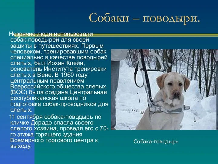 Собаки – поводыри. Незрячие люди использовали собак-поводырей для своей защиты