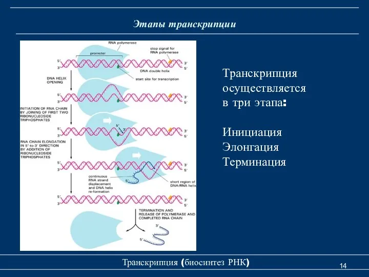 Этапы транскрипции Транскрипция (биосинтез РНК) Транскрипция осуществляется в три этапа: Инициация Элонгация Терминация