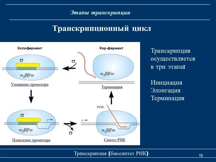 Транскрипция (биосинтез РНК) Этапы транскрипции Транскрипционный цикл Транскрипция осуществляется в три этапа: Инициация Элонгация Терминация