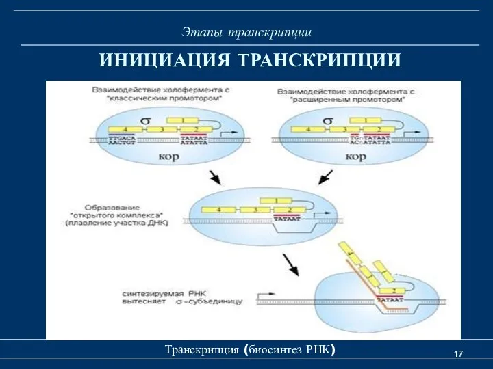 Этапы транскрипции Транскрипция (биосинтез РНК) ИНИЦИАЦИЯ ТРАНСКРИПЦИИ