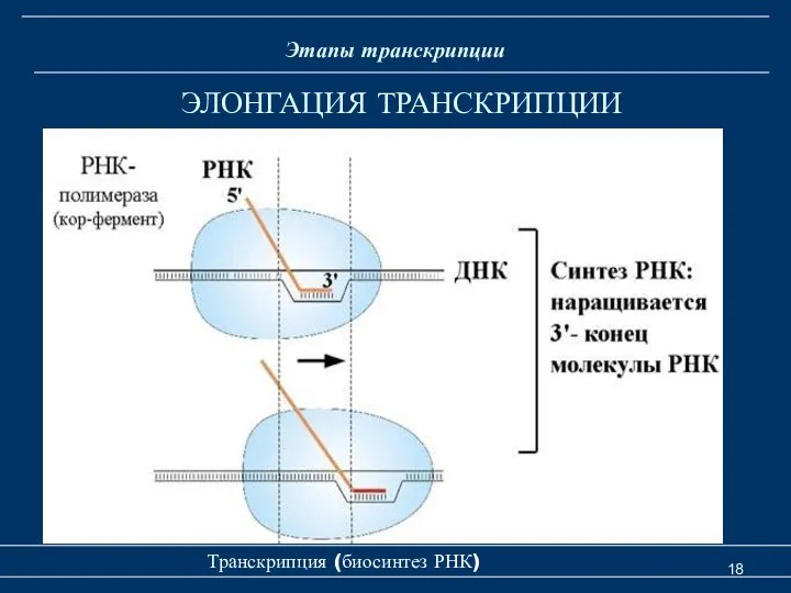 Транскрипция (биосинтез РНК) ЭЛОНГАЦИЯ ТРАНСКРИПЦИИ Этапы транскрипции