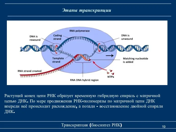 Транскрипция (биосинтез РНК) Этапы транскрипции Растущий конец цепи РНК образует