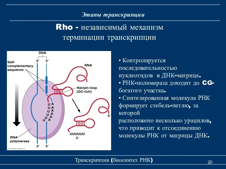 Этапы транскрипции Транскрипция (биосинтез РНК) Rho - независимый механизм терминации