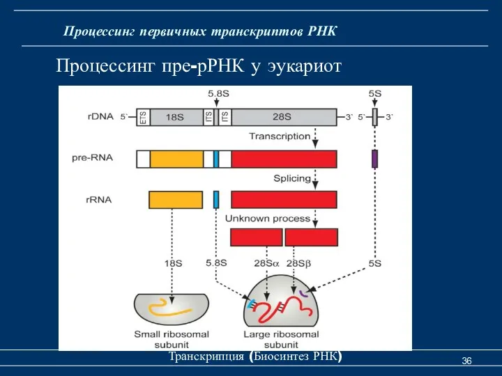 Транскрипция (Биосинтез РНК) Процессинг первичных транскриптов РНК Процессинг пре-рРНК у эукариот