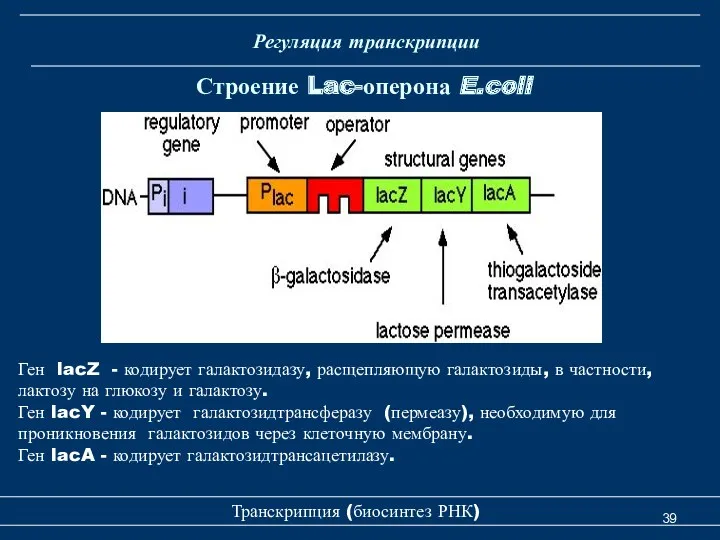 Транскрипция (биосинтез РНК) Строение Lac-оперона E.coli Регуляция транскрипции Ген lacZ