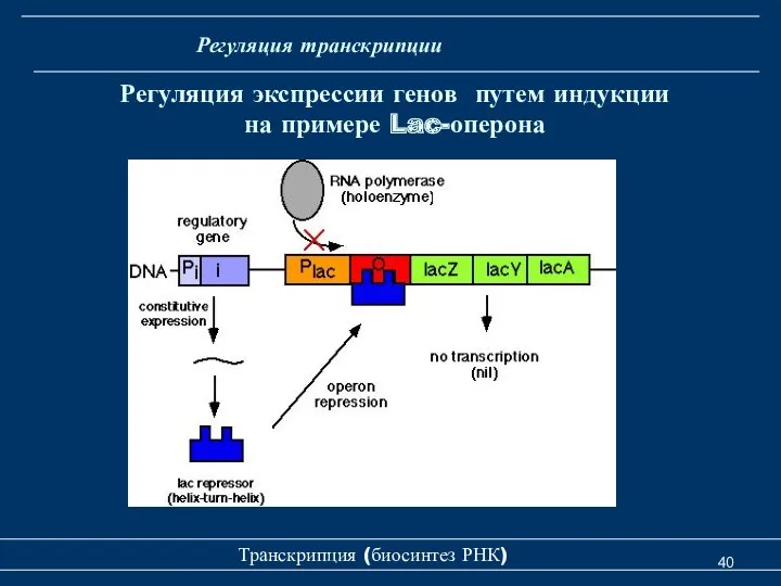 Транскрипция (биосинтез РНК) Регуляция экспрессии генов путем индукции на примере Lac-оперона Регуляция транскрипции