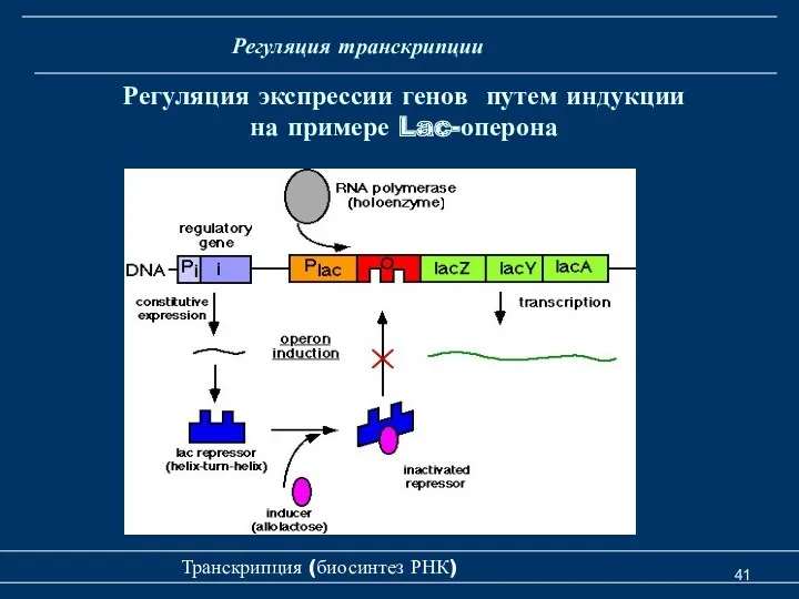 Транскрипция (биосинтез РНК) Регуляция экспрессии генов путем индукции на примере Lac-оперона Регуляция транскрипции