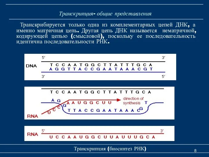 Транскрипция- общие представления Транскрибируется только одна из комплементарных цепей ДНК,