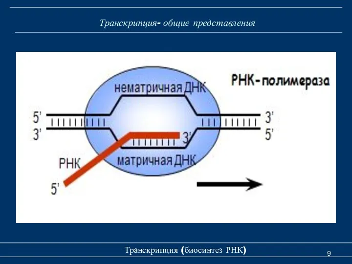 Транскрипция- общие представления Транскрипция (биосинтез РНК)