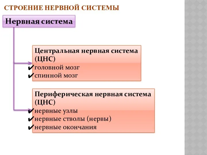 СТРОЕНИЕ НЕРВНОЙ СИСТЕМЫ Центральная нервная система (ЦНС) головной мозг спинной