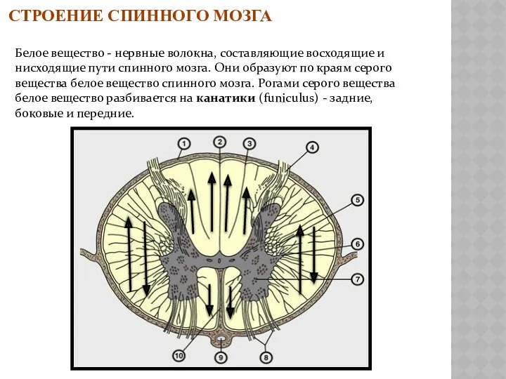 Белое вещество - нервные волокна, составляющие восходящие и нисходящие пути