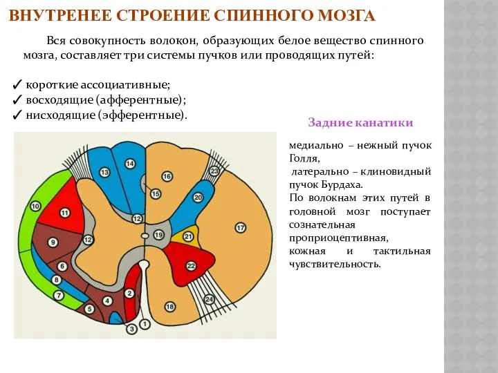 ВНУТРЕНЕЕ СТРОЕНИЕ СПИННОГО МОЗГА Вся совокупность волокон, образующих белое вещество