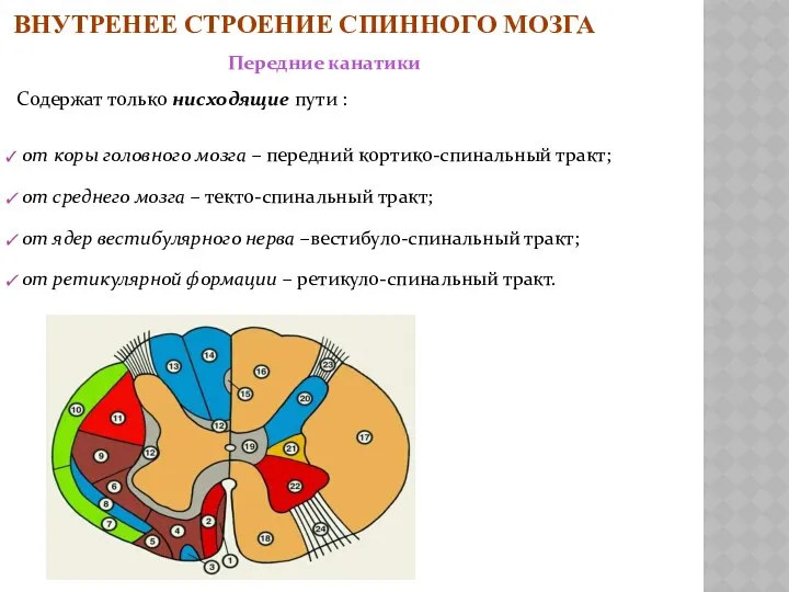 Содержат только нисходящие пути : от коры головного мозга –