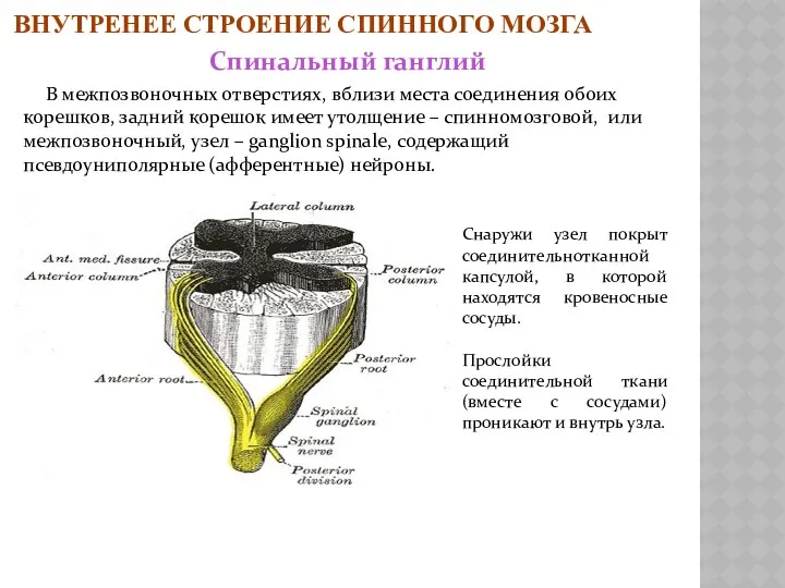 В межпозвоночных отверстиях, вблизи места соединения обоих корешков, задний корешок