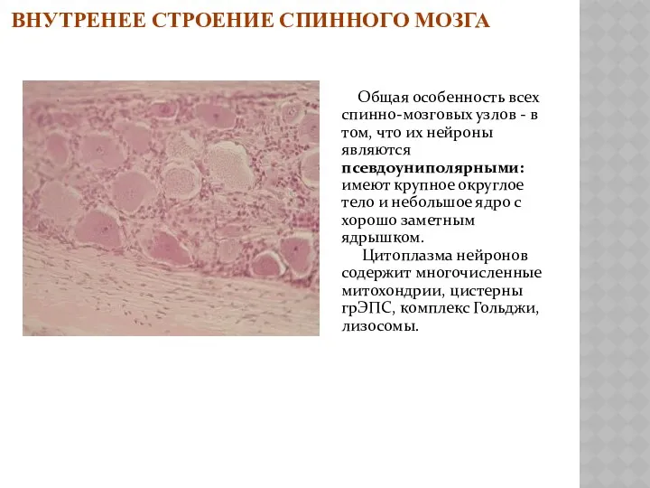 ВНУТРЕНЕЕ СТРОЕНИЕ СПИННОГО МОЗГА Общая особенность всех спинно-мозговых узлов -