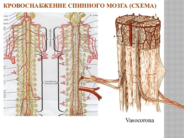 КРОВОСНАБЖЕНИЕ СПИННОГО МОЗГА (СХЕМА)