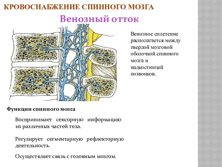 КРОВОСНАБЖЕНИЕ СПИННОГО МОЗГА Венозный отток Венозное сплетение располагается между твердой