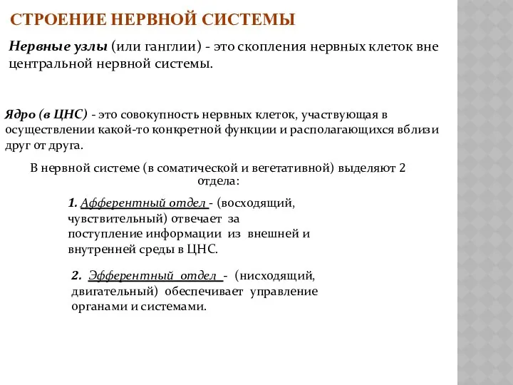 СТРОЕНИЕ НЕРВНОЙ СИСТЕМЫ Нервные узлы (или ганглии) - это скопления