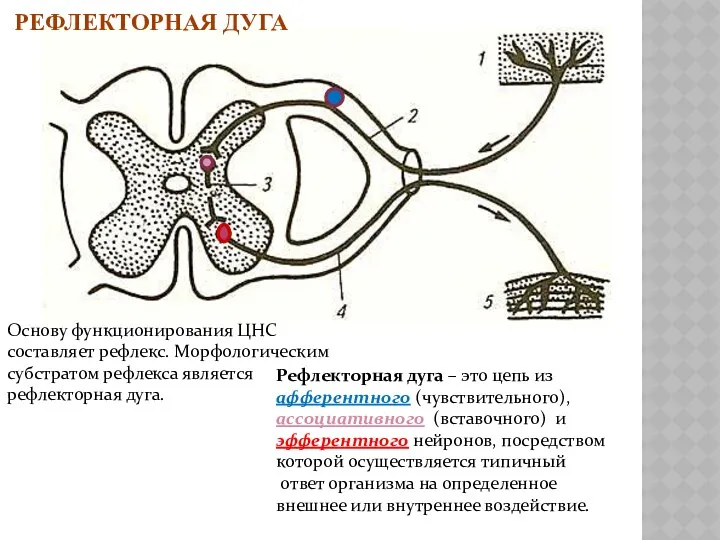 РЕФЛЕКТОРНАЯ ДУГА Основу функционирования ЦНС составляет рефлекс. Морфологическим субстратом рефлекса