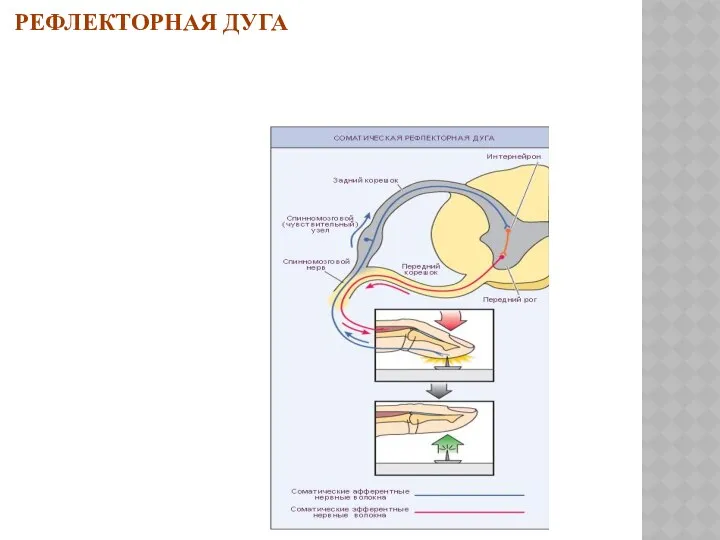 РЕФЛЕКТОРНАЯ ДУГА